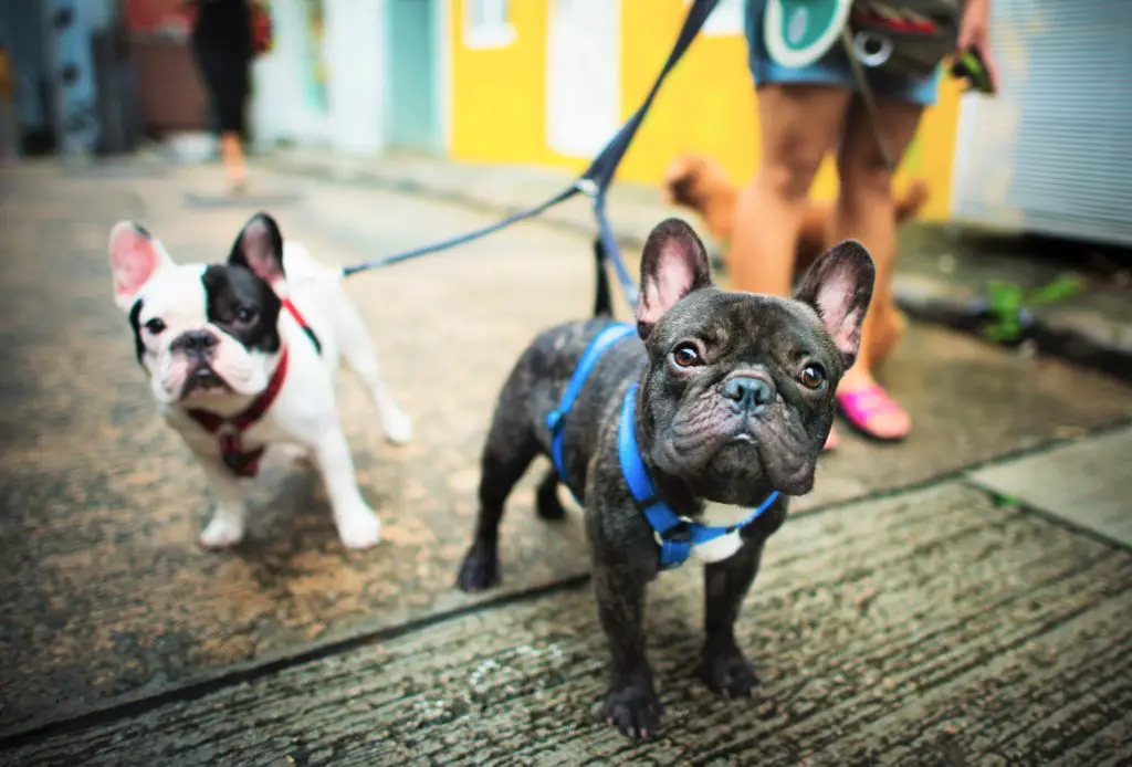 woman walking two small dogs