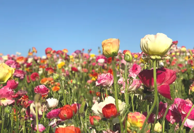 flower field in southern california
