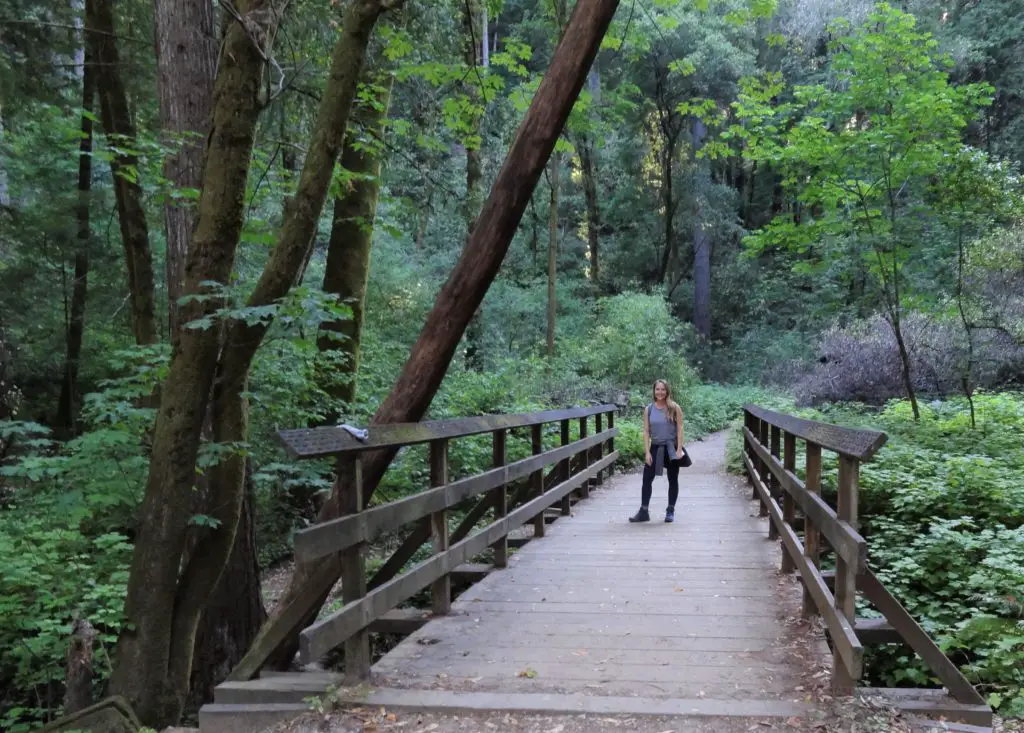 bridge in redwood park