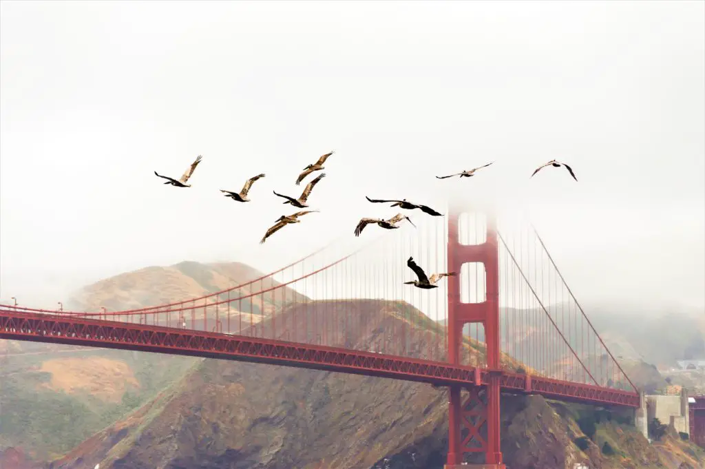 birds flying over golden gate bridge in San francisco