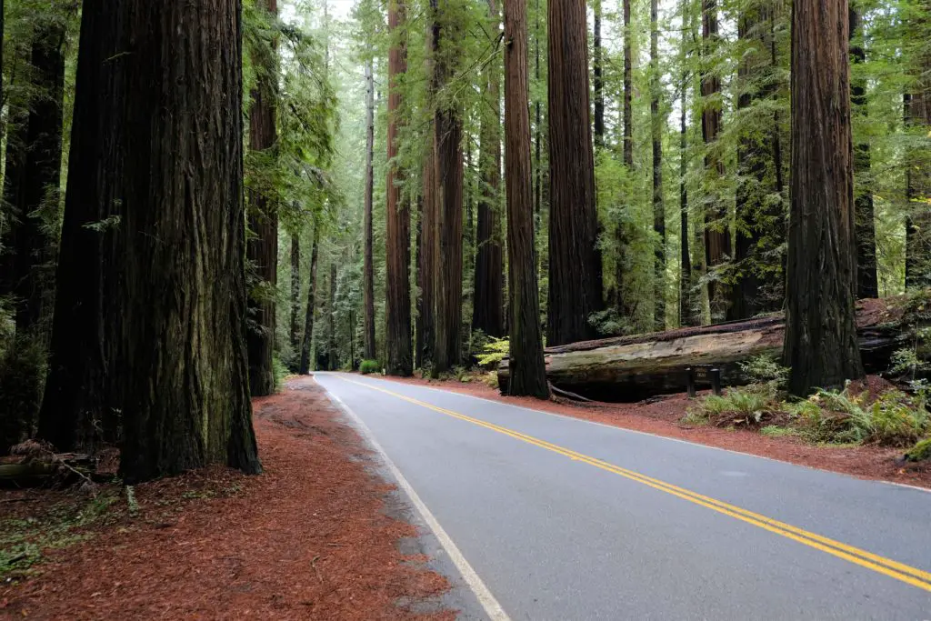 road running through redwood forest in california