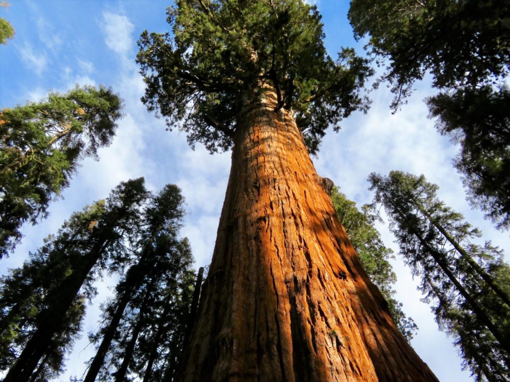 tall redwood tree in california forest