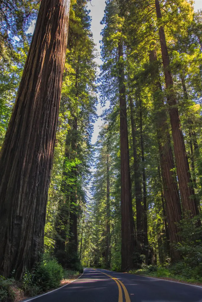 a few super tall redwood trees