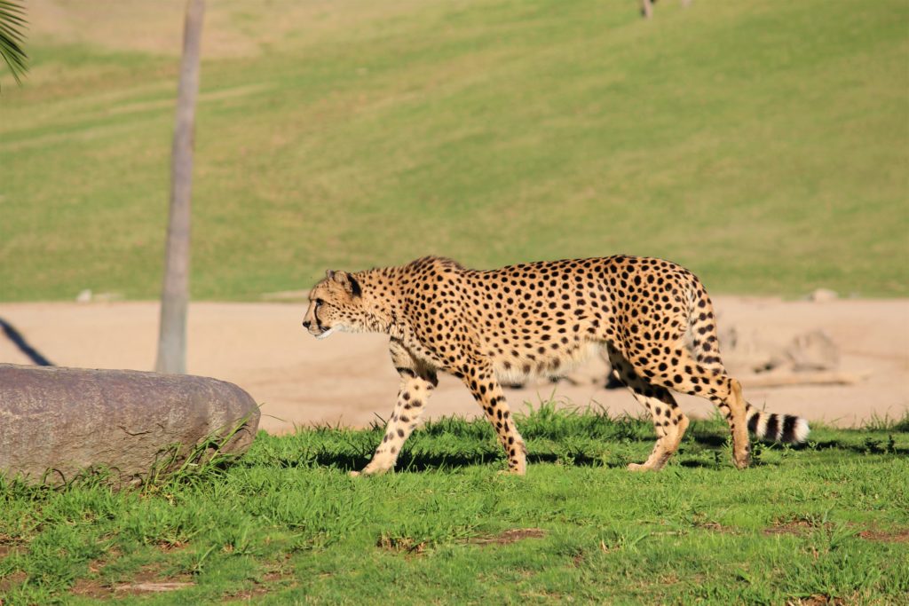 cheetah walking through safari park