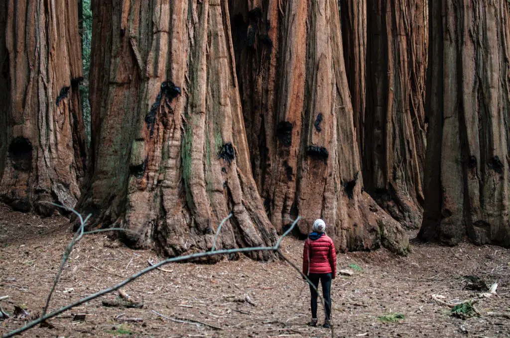 woman standing at base of giant redwood