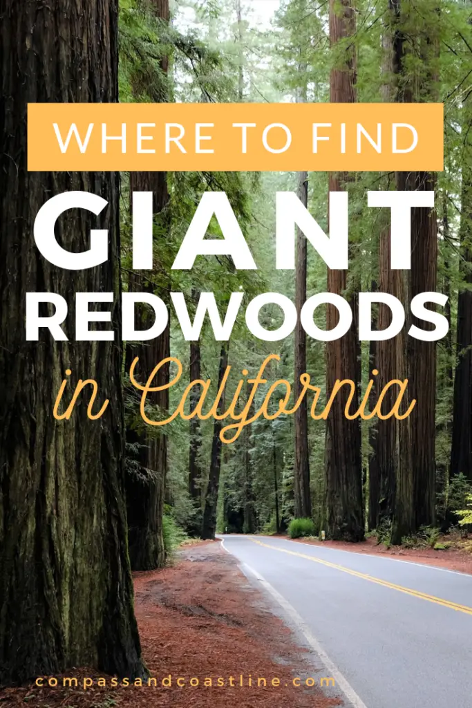 See Giant Redwoods in California: Everything You Need To Know