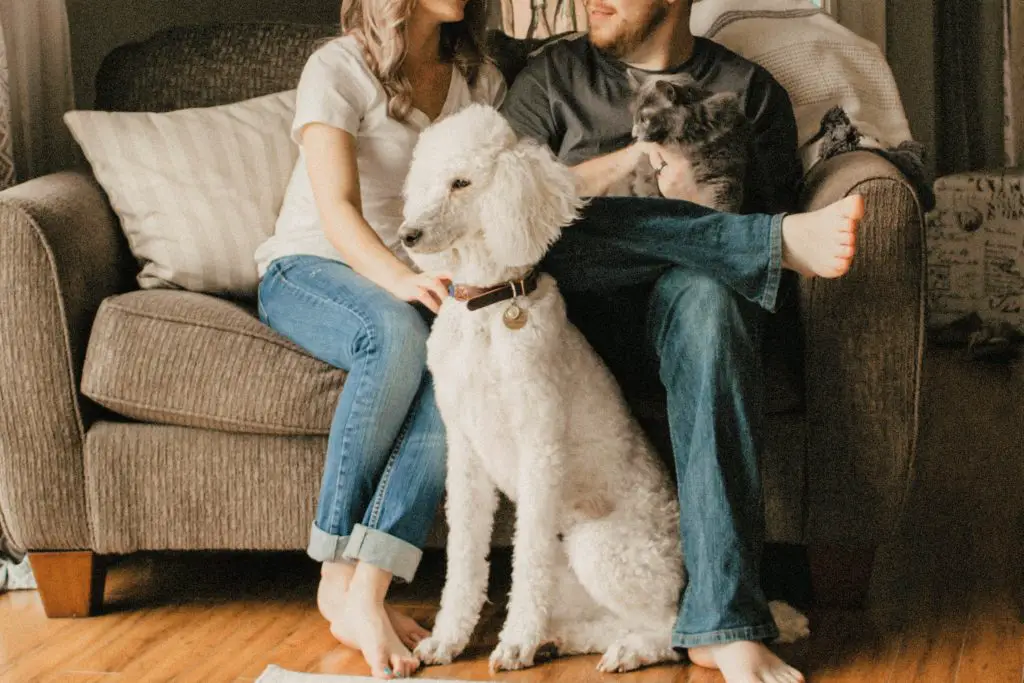 pets at home on the couch