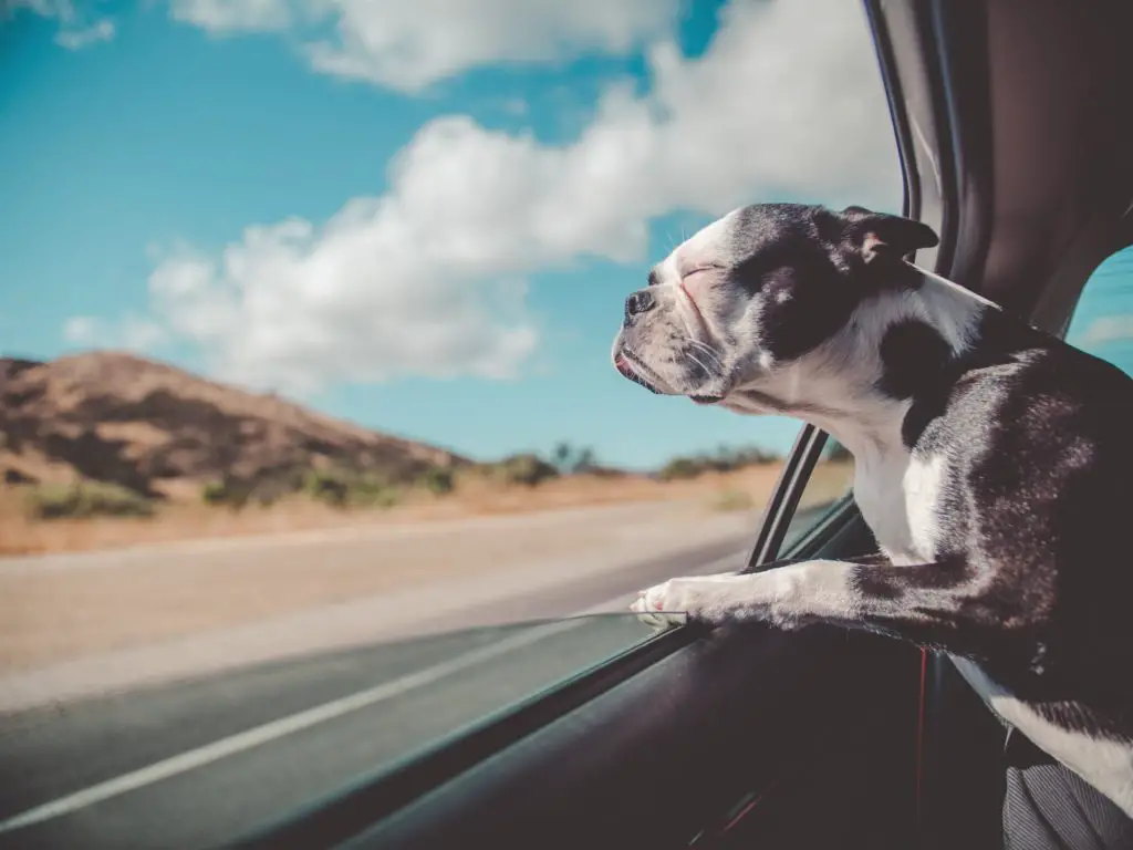 french bulldog on a road trip