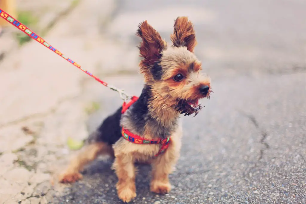 small dog pulling on leash