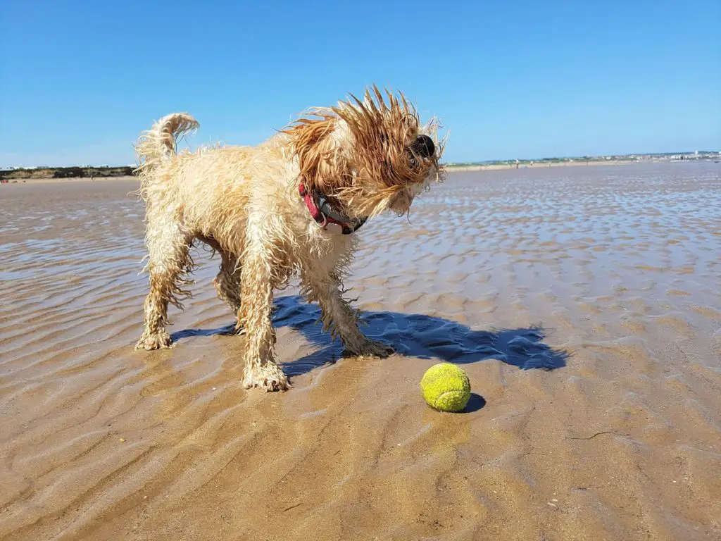 dog running on the beach