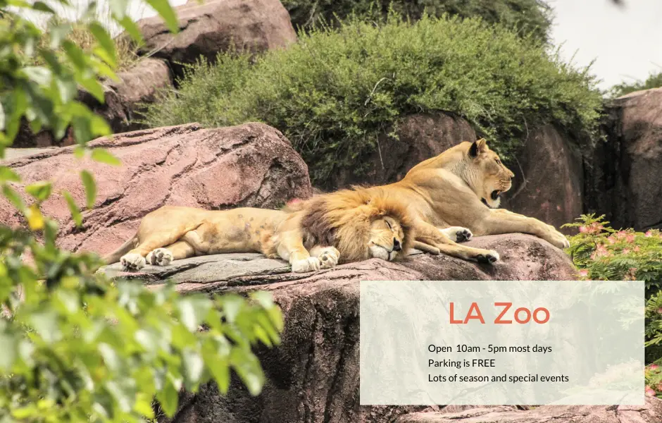 lions at the LA zoo