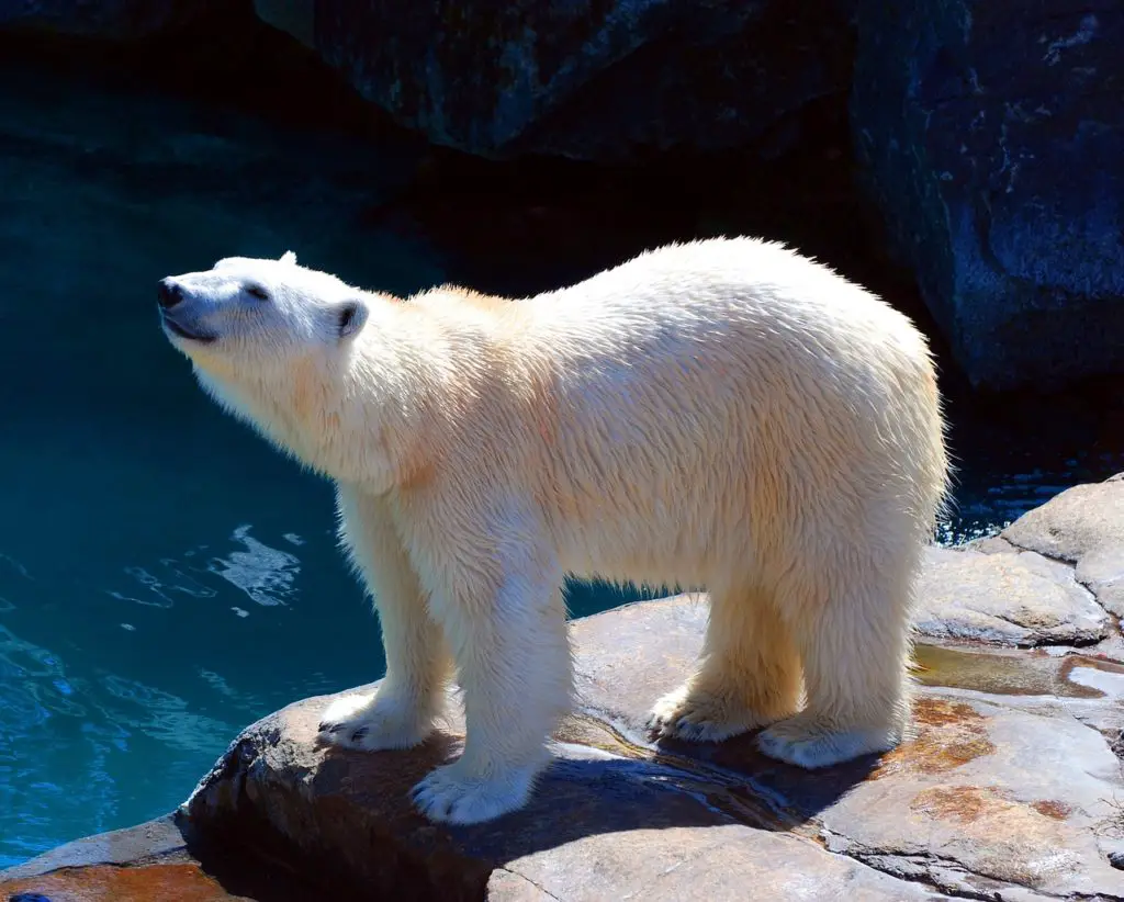 polar bear at the st louis zoo