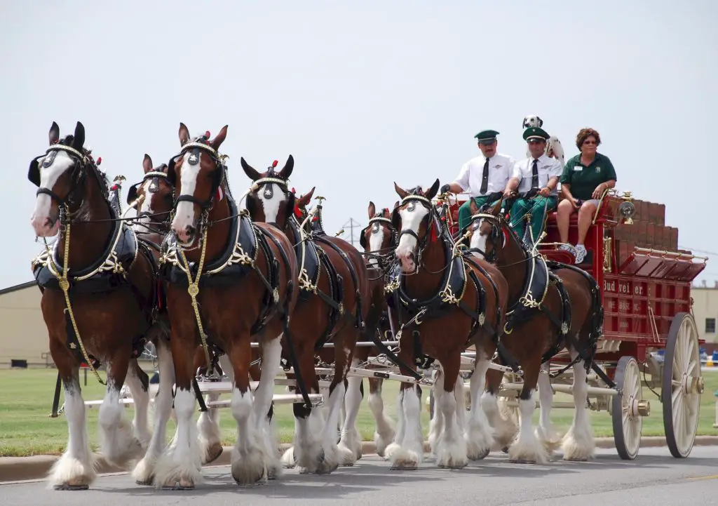 need a reason to visit st louis missouri? tour the anheuser busch brewery