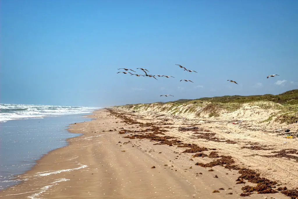 padre island texas is one of the best gulf coast beach towns