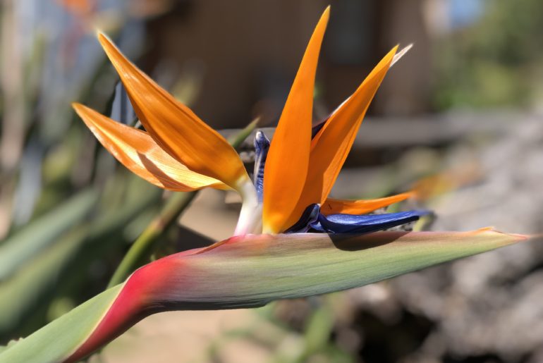 bird of paradise in encinitas california