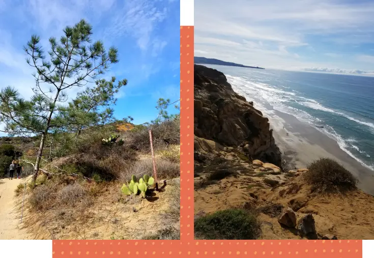 torrey pines state reserve in la jolla