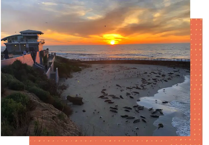 the children's pool in la jolla is a great place to see seals