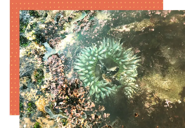 tidepooling in la jolla california