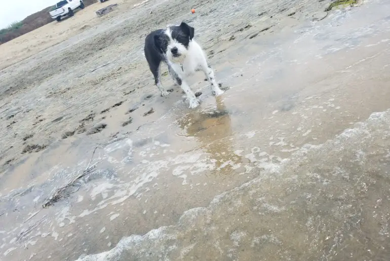 Fiesta Island in Mission Bay is a great spot to bring dogs