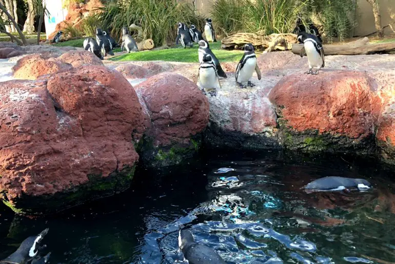 penguins at sea world san diego, located adjacent to mission bay