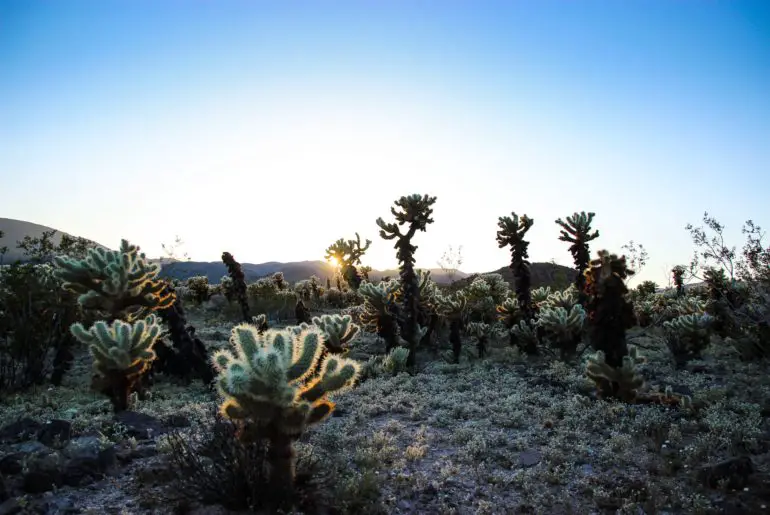 joshua tree national park is beautiful in california in winter