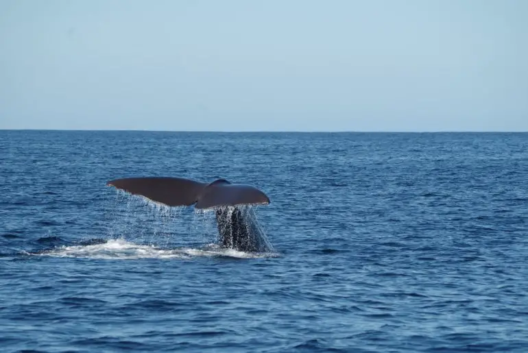 a few whale watching tours depart from mission bay san diego