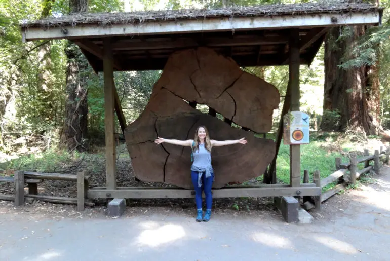 giant redwood tree in california