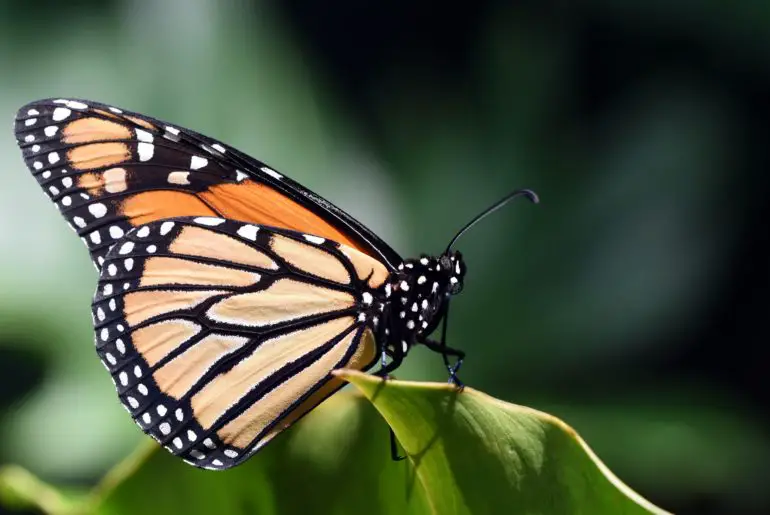 monarch butterflies migrate through california in winter