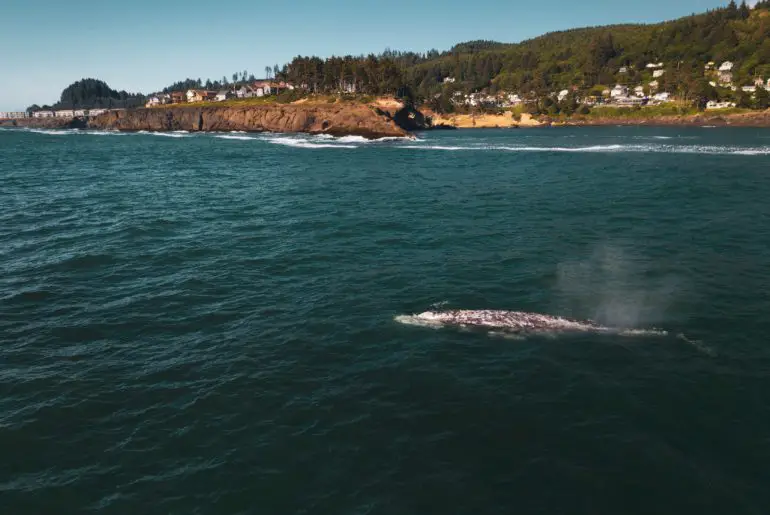 whale watching off the coast of california is possible in the winter months