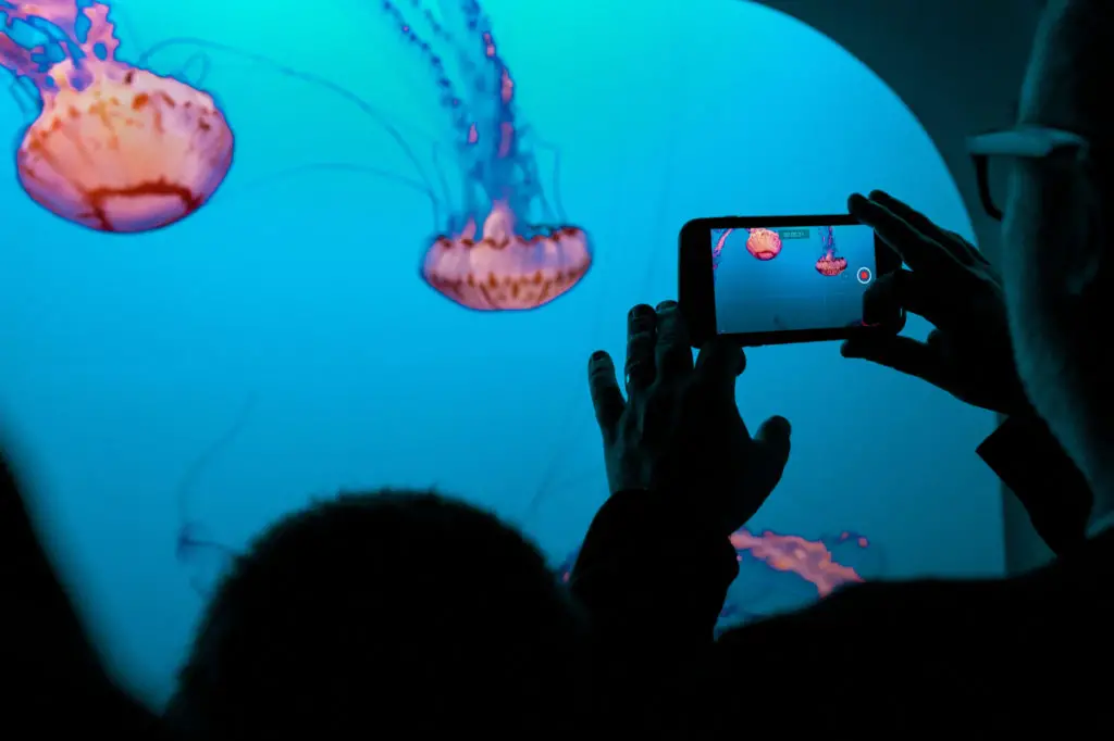 jellyfish at monterey bay aquarium