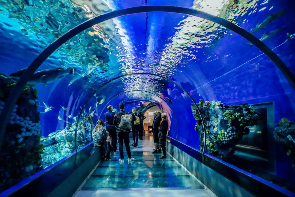 many aquariums are involved in conservation and can be a good option for ethical animal experiences