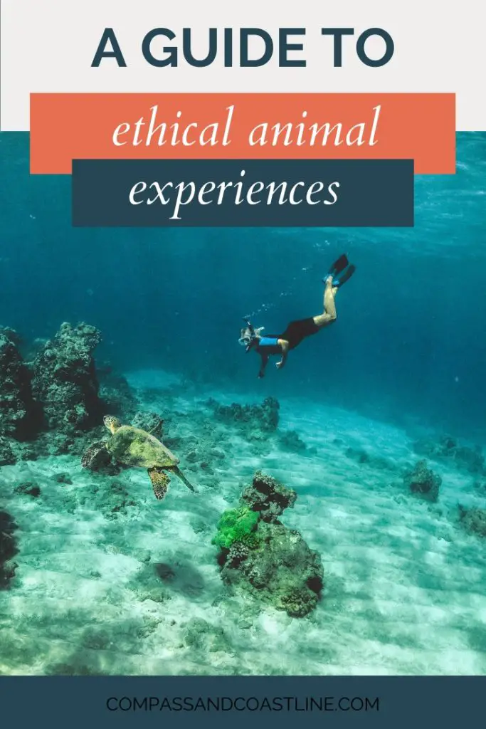 Tourism and nature conservation can sometimes seem like opposite ends of the spectrum. But if you’re an animal lover and want to have wildlife encounters while staying true to your values, I have good news for you! In this comprehensive guide, we're diving into the world of ethical animal experiences, why they matter, and tips for finding and supporting them.